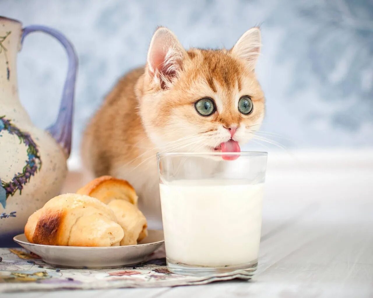 Можно есть сметану на ночь. Кот пьет молоко. Котенок пьет молоко. Котенок лакает молоко. Кошка пьет молочко.