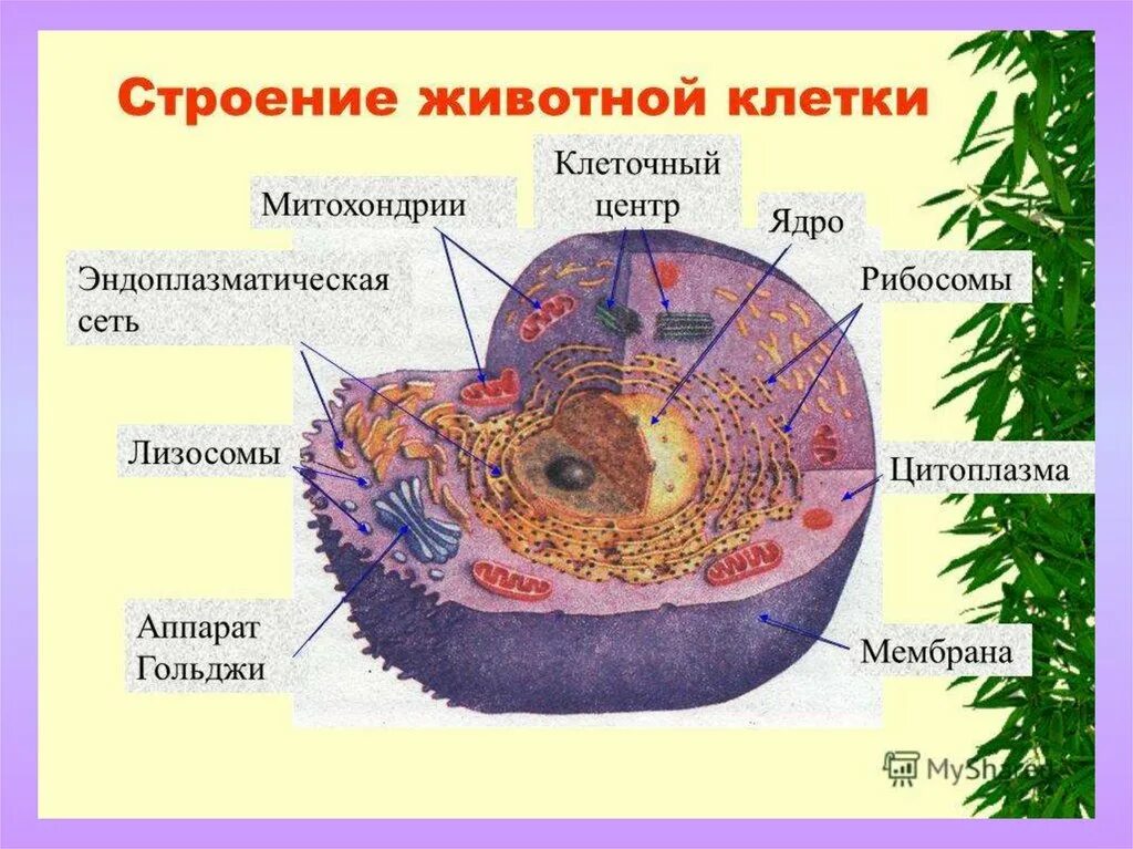 Ядро клетки клеточный центр. Строение клетки животного организма. Из чего состоит животная клетка схема. Строение и состав животной клетки. Клетка состоит из биология