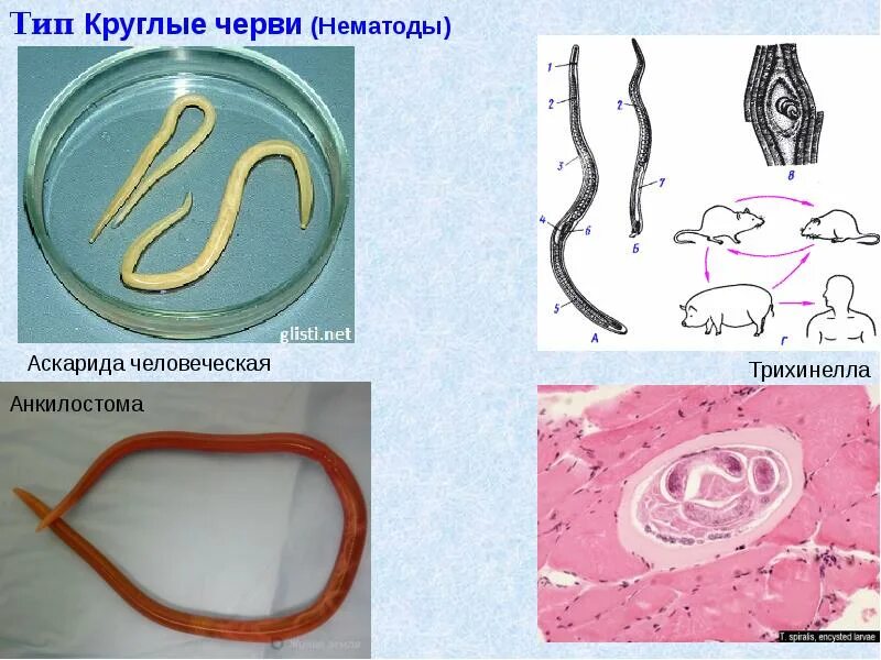 Анкилостома цикл. Круглые черви анкилостомы. Беспозвоночные круглые черви