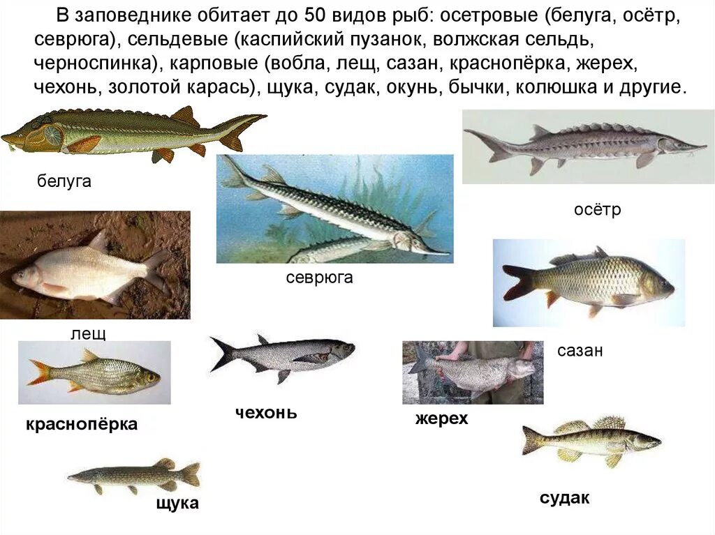 Астраханская рыба названия. Рыбы которые водятся в Волге. Рыба обитающая в Волге. Астраханская рыба виды.