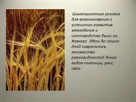 Вид пшеницы букв