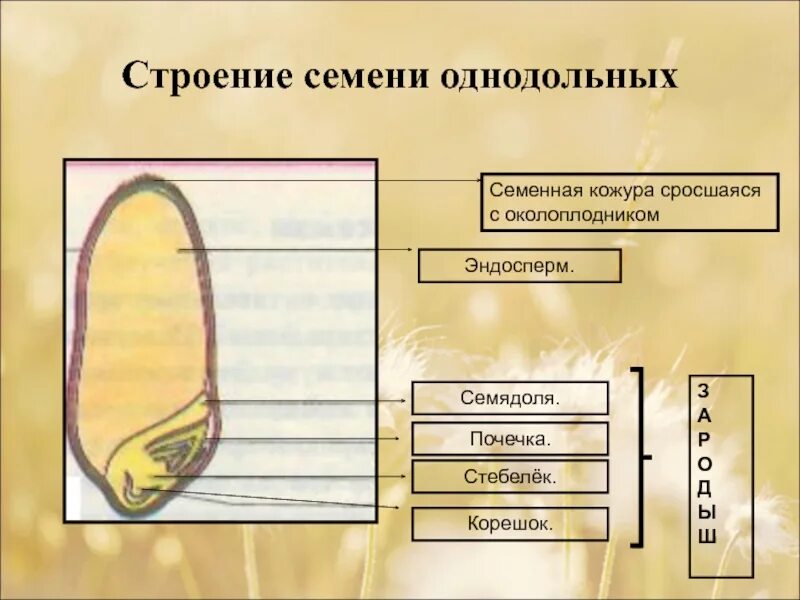Какую функцию выполняет корешок у семени 6. Строение семенной кожуры. строение семени. строение однодольного семени. строение однодольных семён.