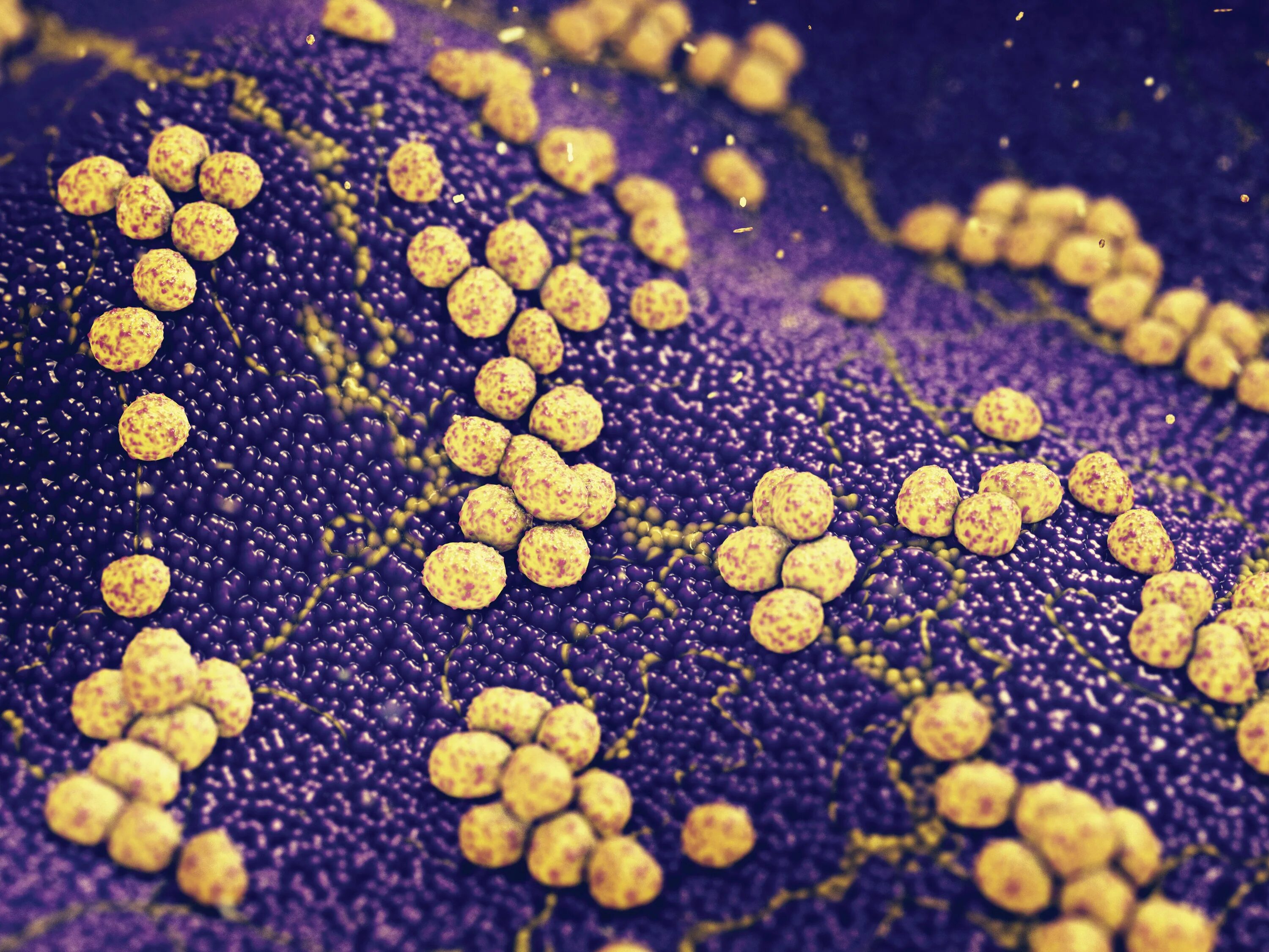 Бактерия золотистый стафилококк. Стафилококк ауреус золотистый. Стафилококк золотистый Staphylococcus aureus.