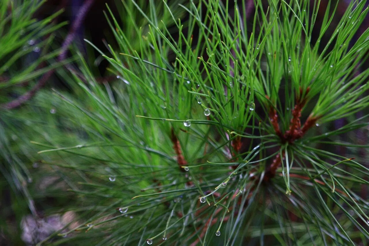 Хвойные иголки. Pinus nigra иголки. Хвоинки сосны обыкновенной. Pinus nigra 'maritima'. Pinus pinea иголки.