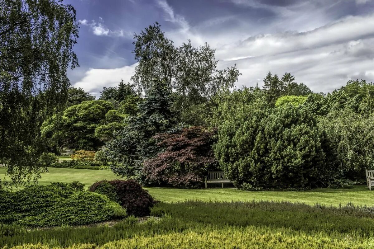 Панорама небо и деревья. Панорама деревья для 3д макс. Панорама деревья. Лужайка с деревьями. Фон для 3д макс.