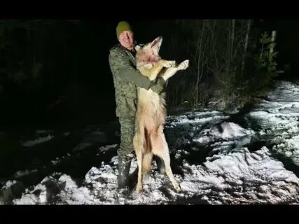 Женщина поймала волка