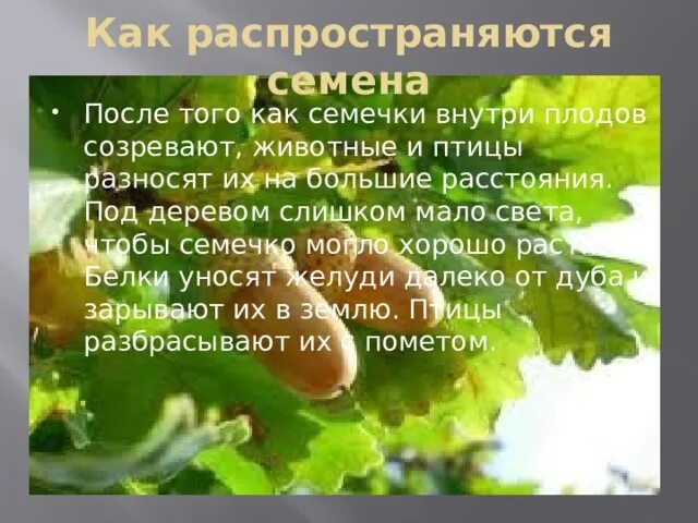 Внутри плодов созревают. Плоды дуба распространяются. Желудь как распространяются семена. Как распространяются семена дуба. Дуб приспособление для распространения.