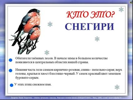 Снегирь описание для детей