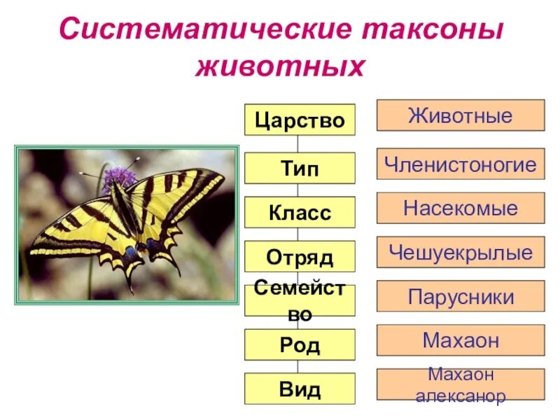 Насекомые царство тип класс отряд