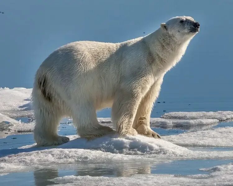 На льдах какого залива обитают белые. Северный Ледовитый океан белый медведь. Ареал обитания белых медведей. Ursus maritimus Tyrannus. Район обитания белых медведей.