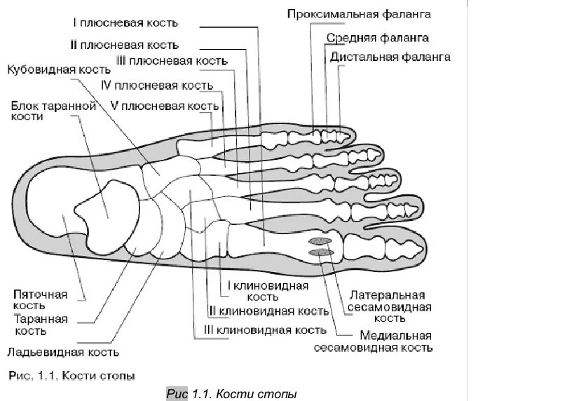 Строение стопы анатомия кость плюсны. Строение стопы плюсневая кость. Строение ступни человека кости. Строение стопы человека схема кости. Кости подошвы