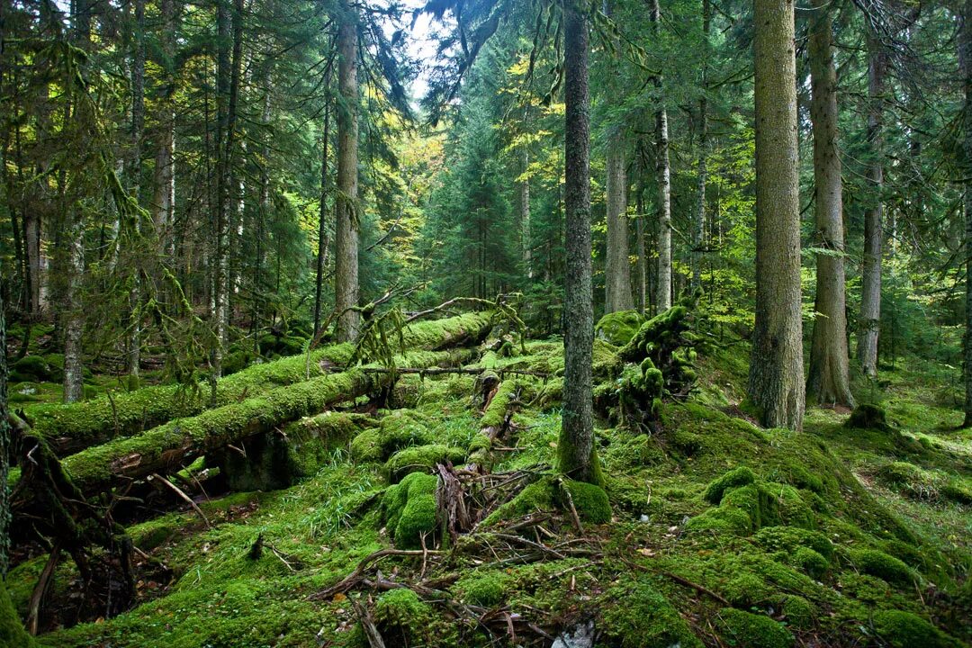леса кавказского заповедника. леса кавказского заповедника. кавказский заповедник пихта кавказская. кавказский заповедник лес пихтовый. государственный природный зоологический заказник «кавказский.