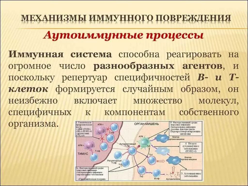 Иммунные проблемы. Механизмы иммунного повреждения. Аутоиммунный процесс. Аутоиммунные процессы в организме что это. Аутоиммунные процессы причины.