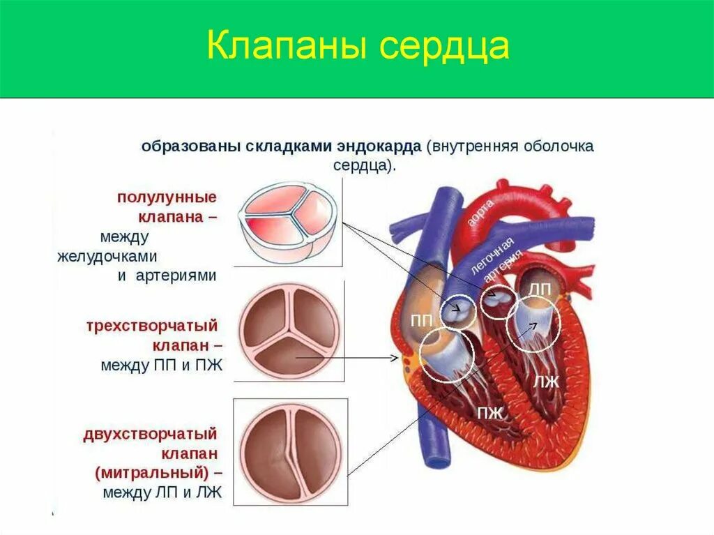 Как по другому называется клапан. Строение сердца клапаны желудочки. строение сердца полулунный клапан. функции клапанов сердца. клапаны сердца названия створок.