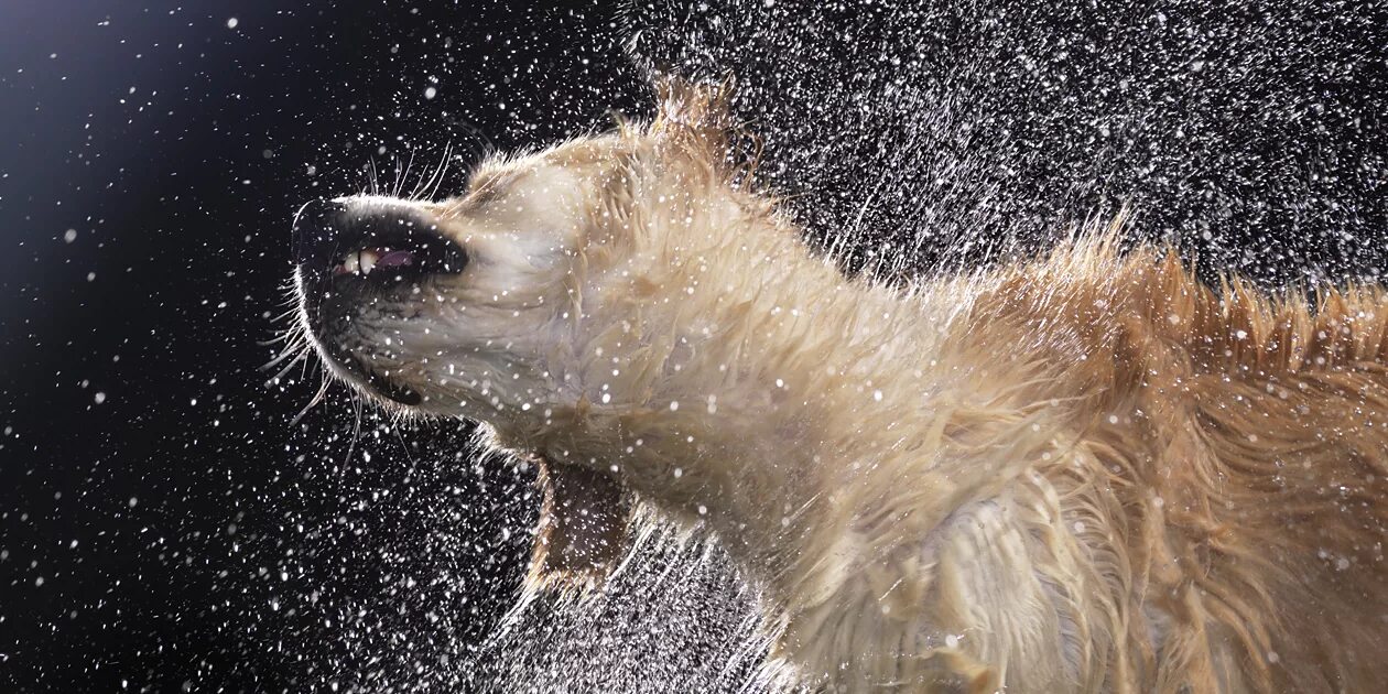 собака отряхивается от воды. забавный спаниель. почему собака отряхивается. собака отряхивается. мокрая собака отряхивается.