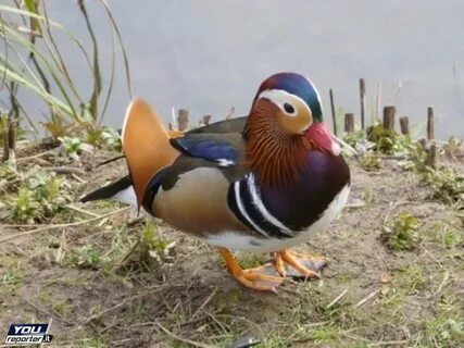 Какая птица ночью крякает как утка