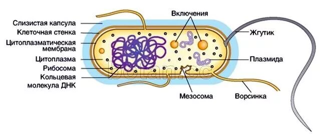 Строение прокариотической бактериальной клетки. Строение бактериальной клетки рисунок. Структура прокариотической клетки. Строение бактериальной клетки, основные структурные элементы. Цитоплазматическая мембрана мезосомы