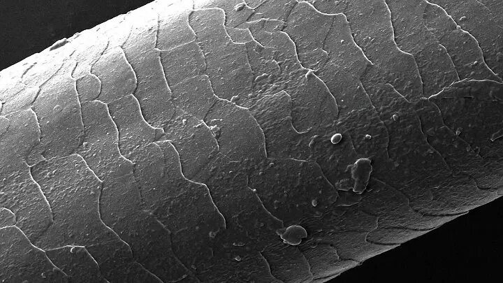 Как выглядит волос под микроскопом фото Human Hair Under Microscope