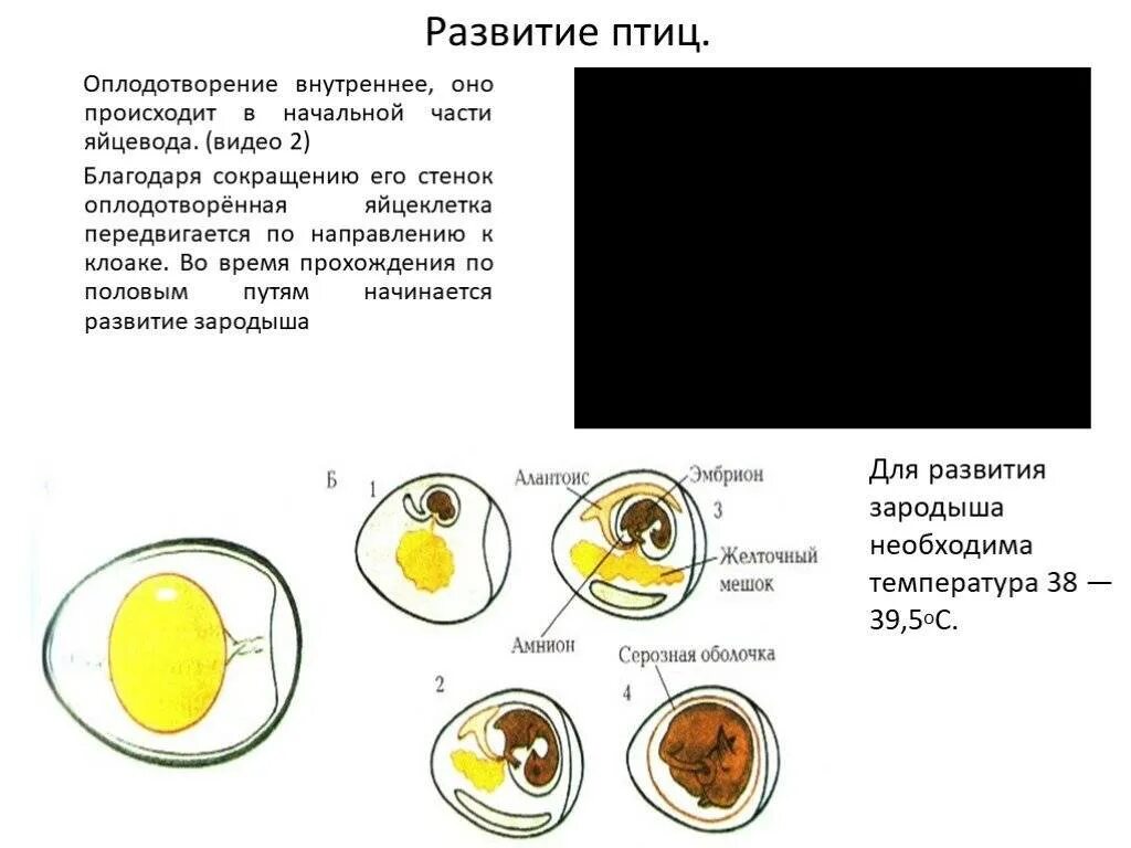 Как оплодотворяют яйца куры. Размножение оплодотворение развитие птиц. Размножение и развитие птиц строение яйца. Формирование яйца у птиц. Как происходит размножение у птиц.