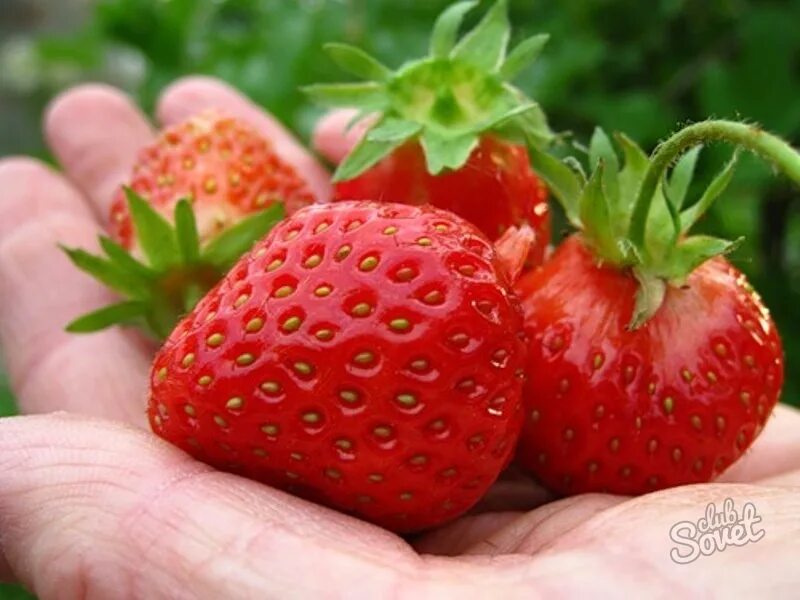 Хасбик с клубникой. Сон клубника красная спелая видеть. Сон клубника красная спелая видеть. Сон клубника красная. Сон клубника красная спелая видеть.