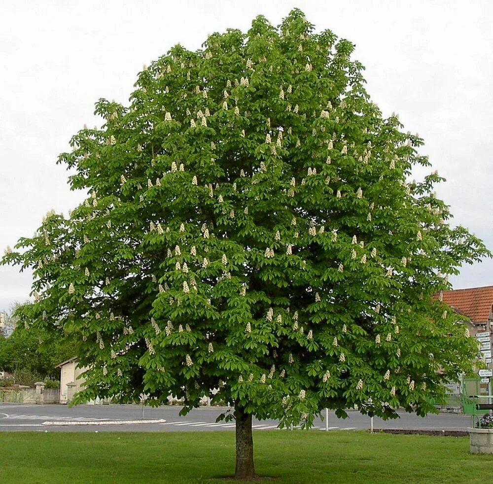 Каштан конский обыкновенный дерево. Каштан (Aesculus hippocastanum). Каштан конский Пирамидалис. Каштан конский baumannii. Виды каштановых