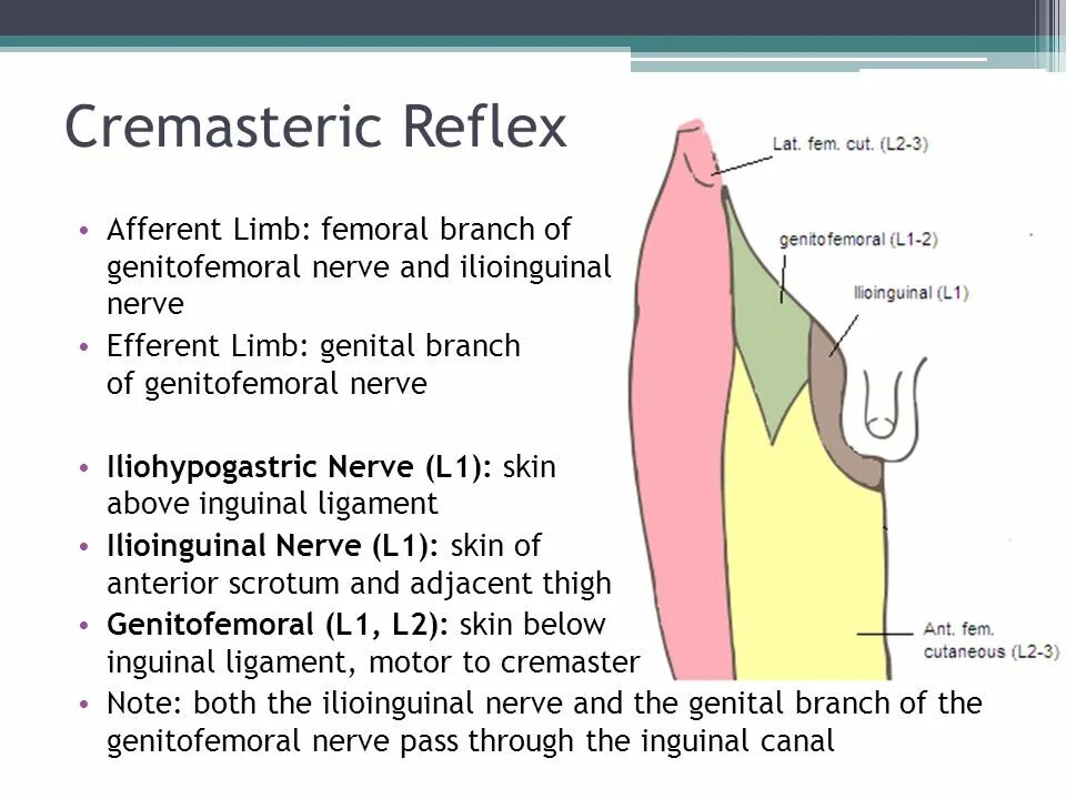Cremasteric Reflex. 5. Cremasteric Reflex.. Cremasteric muscle. Отсутствует кремастерный рефлекс.