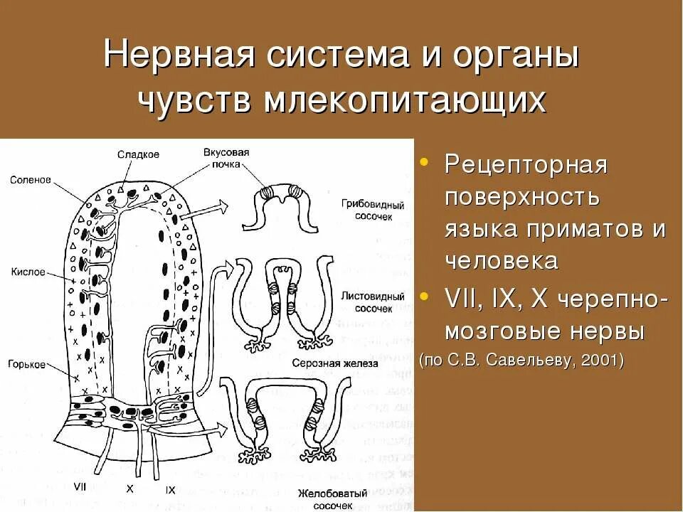 Нервная система и органы чувств млекопитающих. Органы чувств млекопитающих 7 класс. Органы чувств млекопитающих 7 класс биология. Нервная система и органы чувств млекопитающих сообщение.