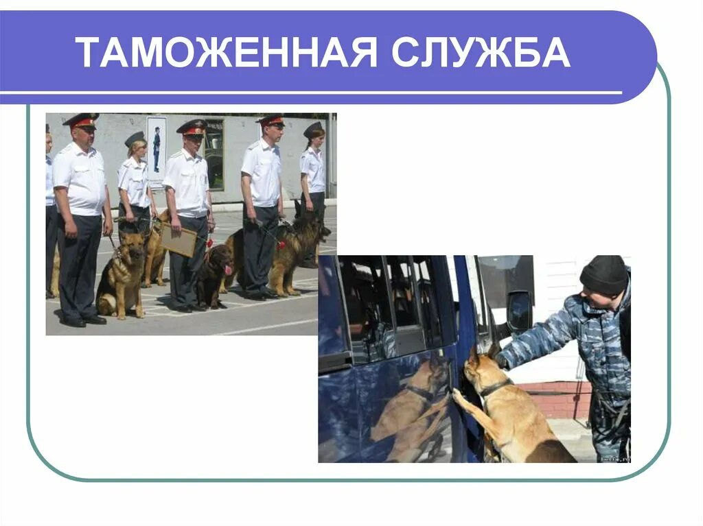 Популярные вопросы кинологам. Кинолог женщина. Плюсы и минусы профессии кинолог. Вопросы для кинолога с ответами. Проект кинолог полицейский профессия.