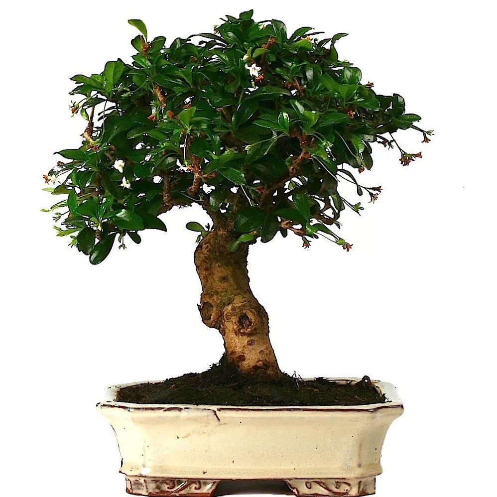 камелия рассада. лептоспермум бонсай. чайный куст китайская камелия. чайное дерево миртовые. бонсай кармона чайное дерево.