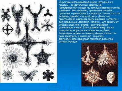 Морское простейшее