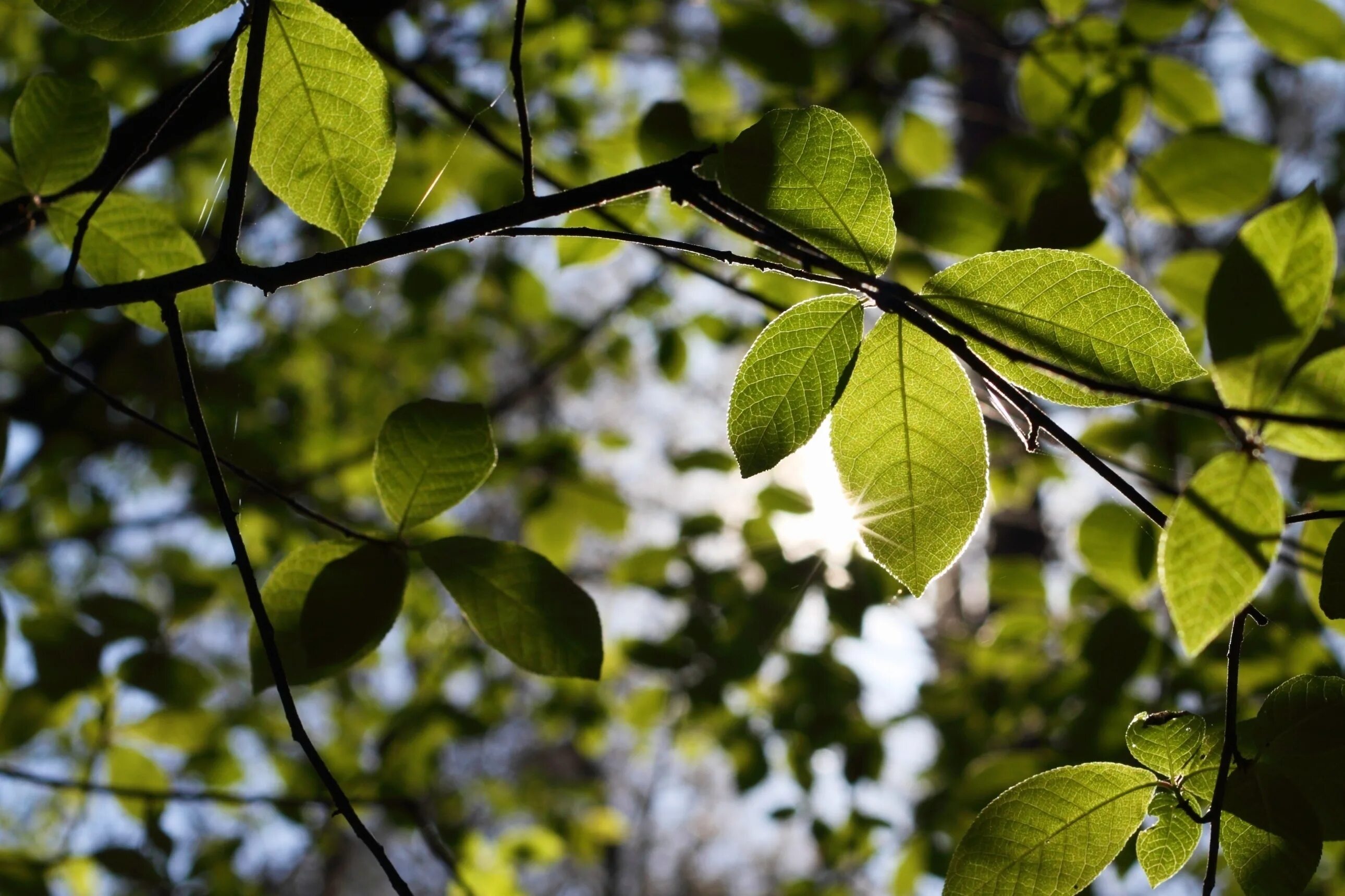 Natural leaves. Листья деревьев. Ветка с листьями. Красивые ветки деревьев. Ветка дерева.