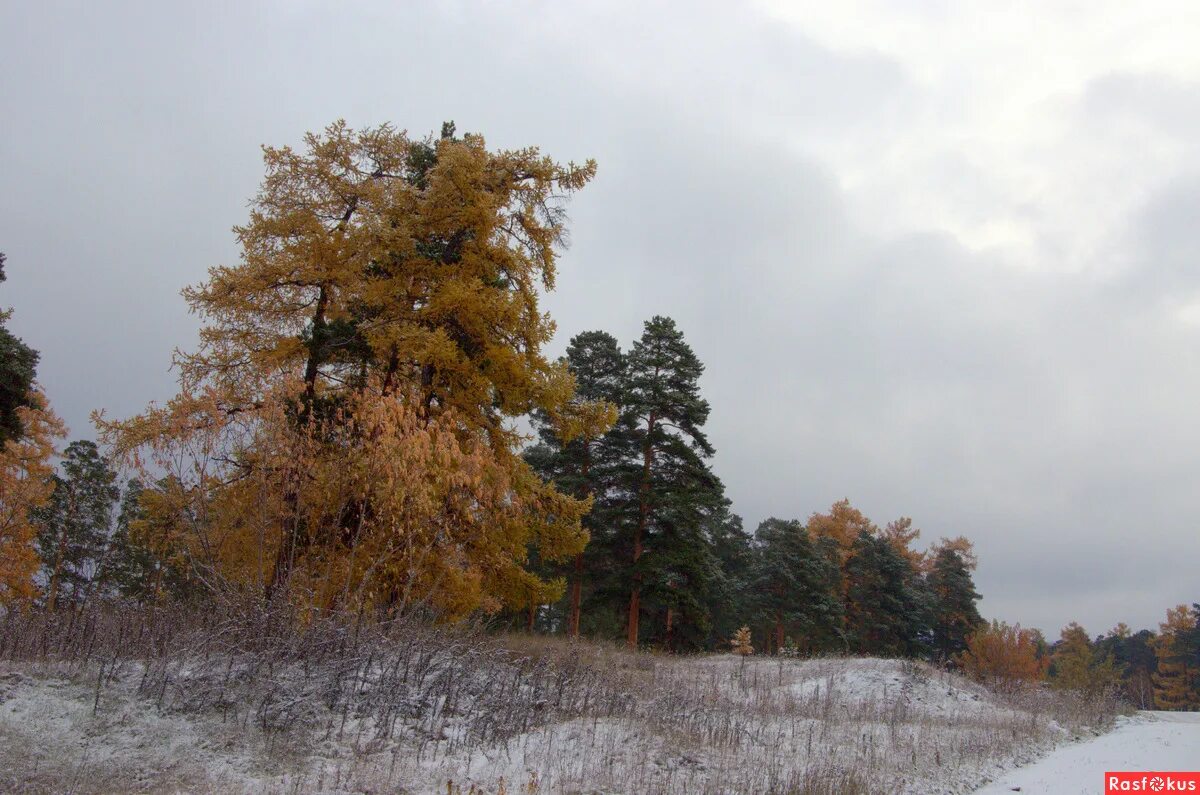 Придорожный лес