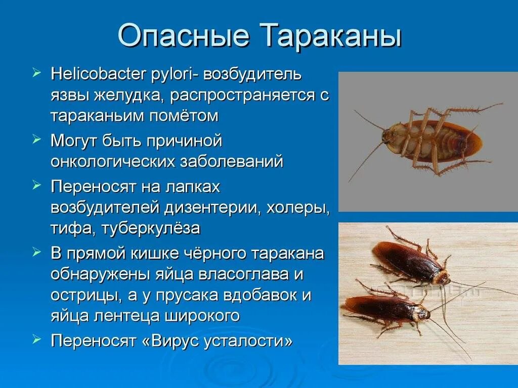 Тараканы опасны для человека. Вредные насекомые для человека. Почему таракана назвали тараканом