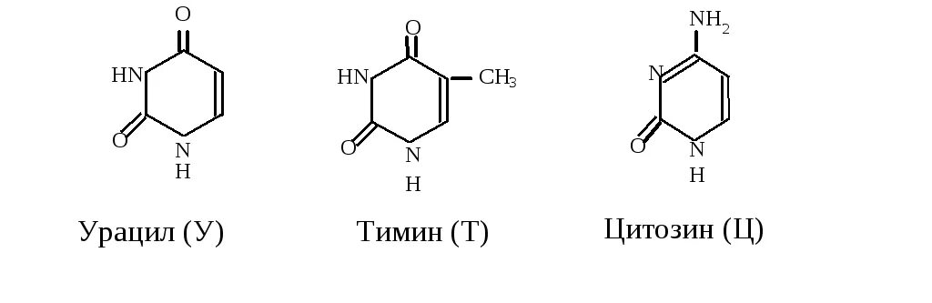 Тимин формула. Тимин урацил. Урацил структурная формула. Тимин и урацил формулы. Урацил строение.