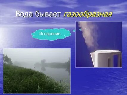 Какие бывают водяные