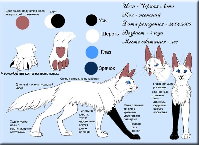 Характер кошки по подушечкам. Анкета персонажа коты Воители. Коты Воители референс персо. Анкета для персонажа котов воителей. Рефференсы персонажей коты Воители.