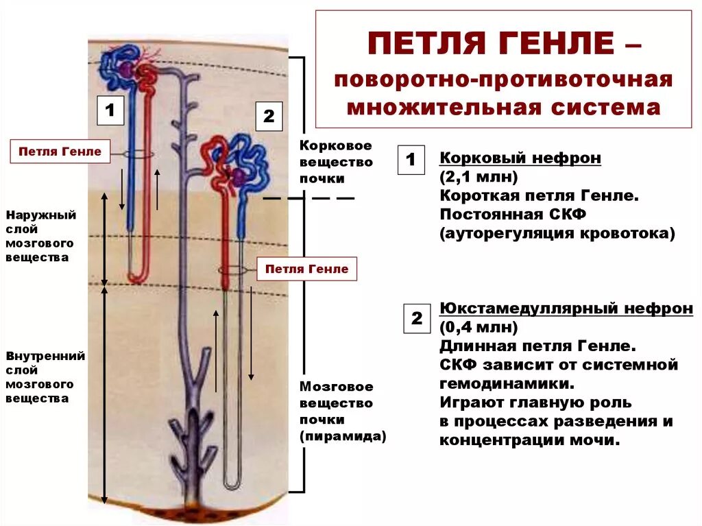 В каком слое находится нефрон. Петля Генле нефрона почки. Строение нефрона петля Генле. Строение почки петля Генле. Отделы нефрона петля Генле\.