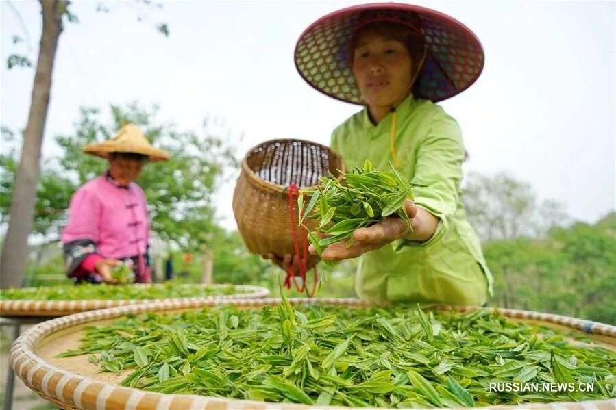 Сх китайски. Чайные плантации в Китае. Плантации чая в Китае. Сбор чая. Сбор чая в Китае.