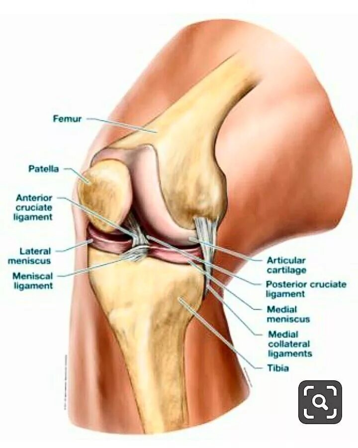 Строение колена у человека. Строение коленного сустава. Коленка анатомия. Структура колена. Строение колена.