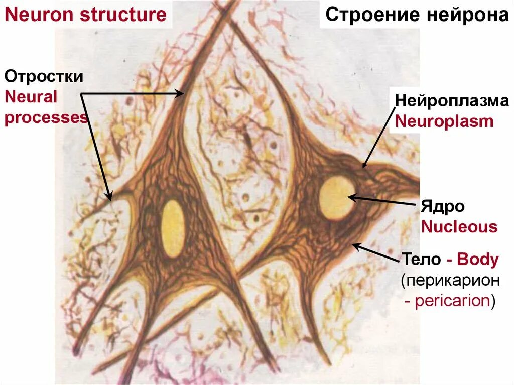 Строение нейрофибриллы гистология. Нейроцит гистология. Нейрофибриллы нейрона. Мультиполярные Нейроны спинного мозга гистология.