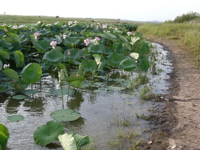 Покровка Приморский край. Село Покровка Приморский край Октябрьский район. Село Покровка Приморский край Октябрьский район Лотосы. Приморский край Октябрьский район село Липовцы. Погода в приморском крае покровка