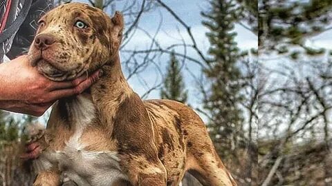 Scary pet