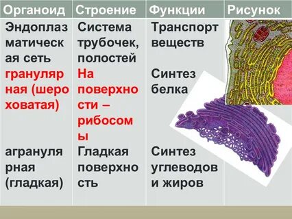 Упаковка синтезируемых веществ органоид