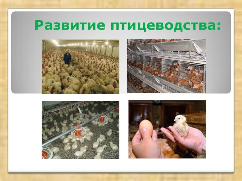 Афила Фермент Для Содержания Птицы Купить - Lekarnya-tut.ru