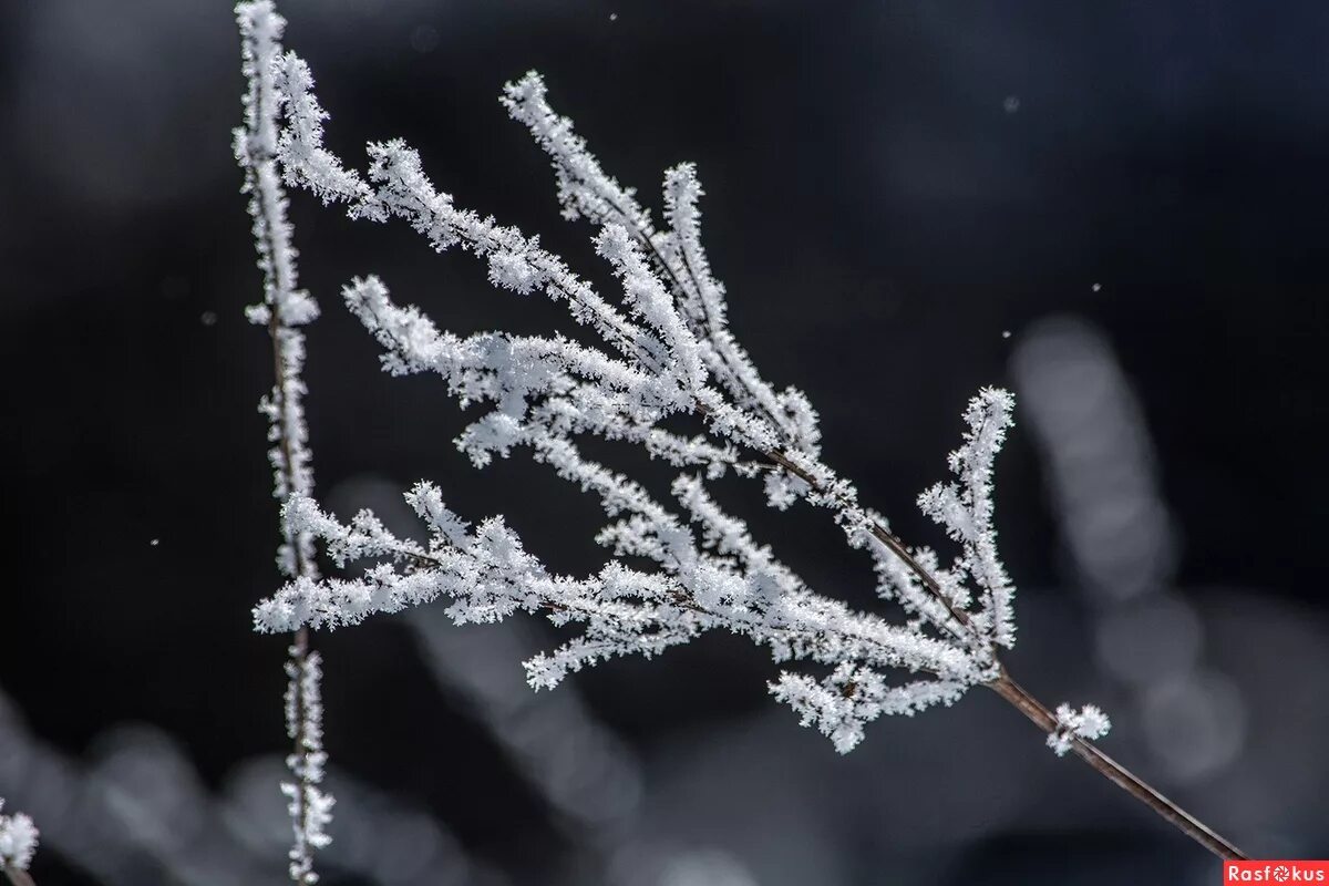 мороз иней. зимние ассоциации. мелкая изморось. растения зимой. поле заросшее деревьями зима.