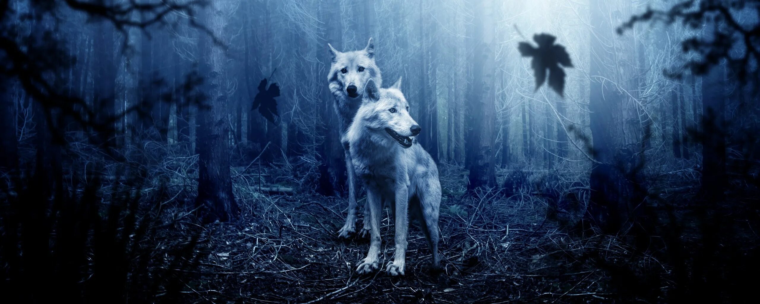 Волк выходит ночью. Волк обои. Волк на темном фоне. Волки крутые. Фон волк в лесу.