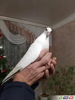 Дорогу голуби
