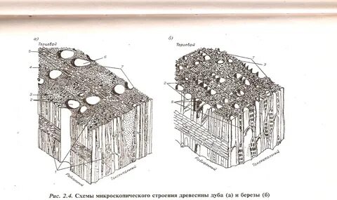Лиственный разрез