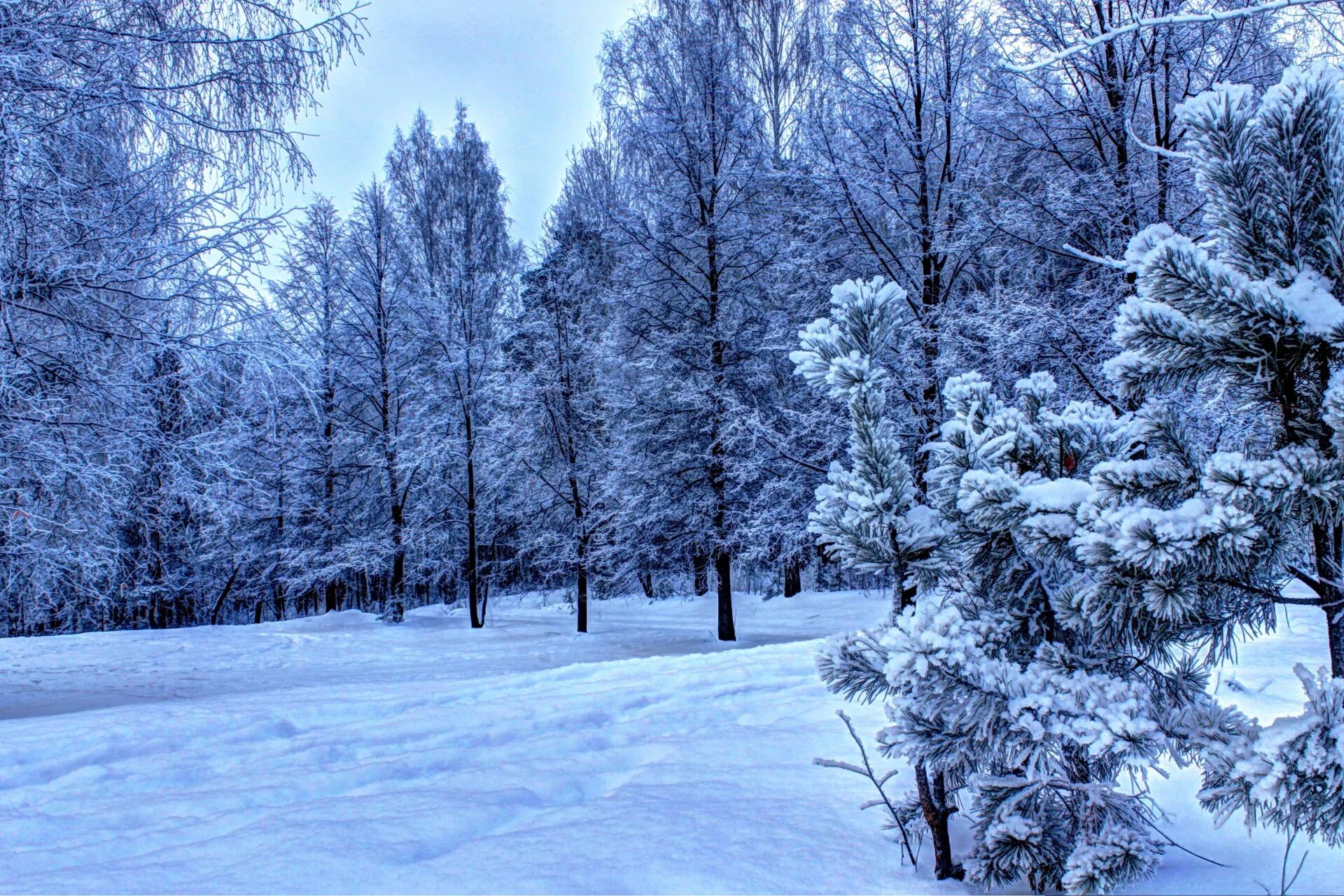 Зима. Зимний лес. Зимой в лесу. Красивый зимний лес. Сказочный зимний лес.