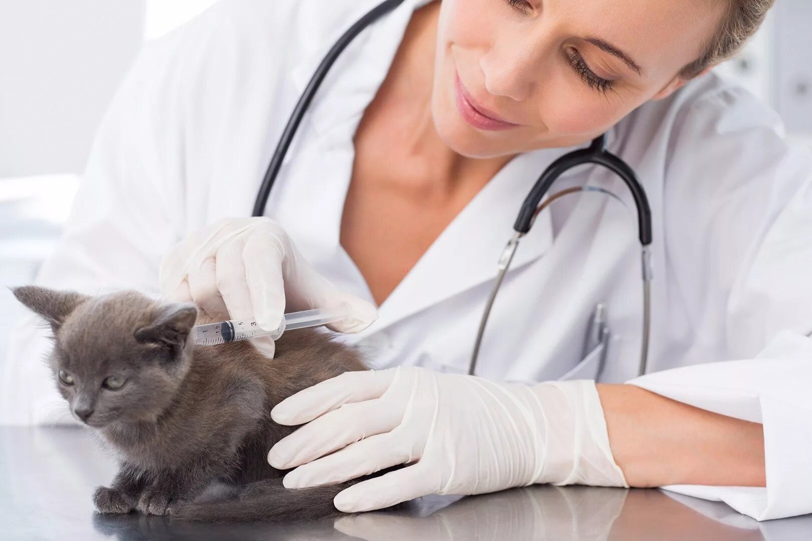 Вакцинация кошек. Кот на прививке у ветеринара. Ветеринар женщина. Ветеринар с кошкой.